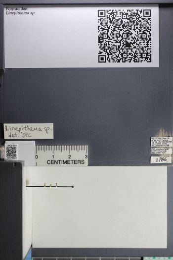 Media type: image;   Entomology 579807